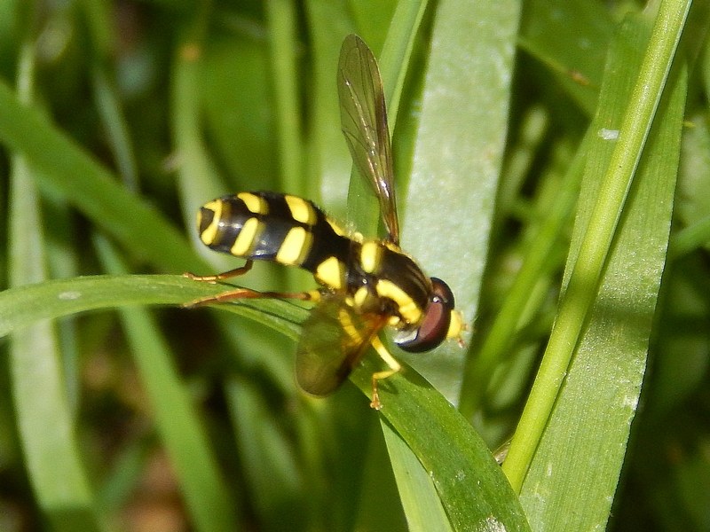 Serie di Syrphidae del Parco del Ticino